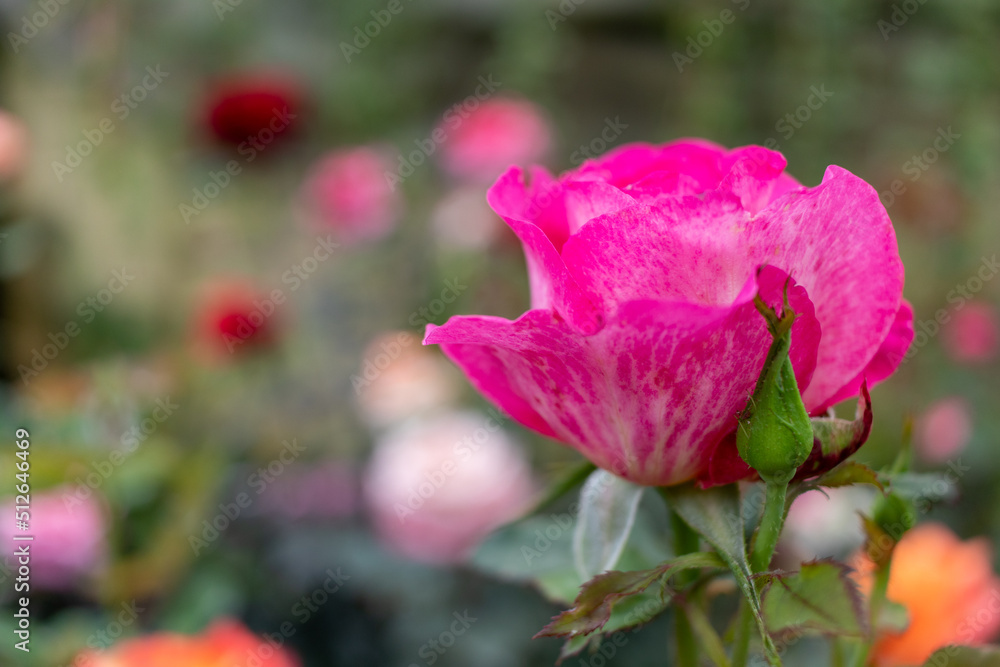 pink rose in a greenhouse selective focus pink rose in a greenhouse selective focus
