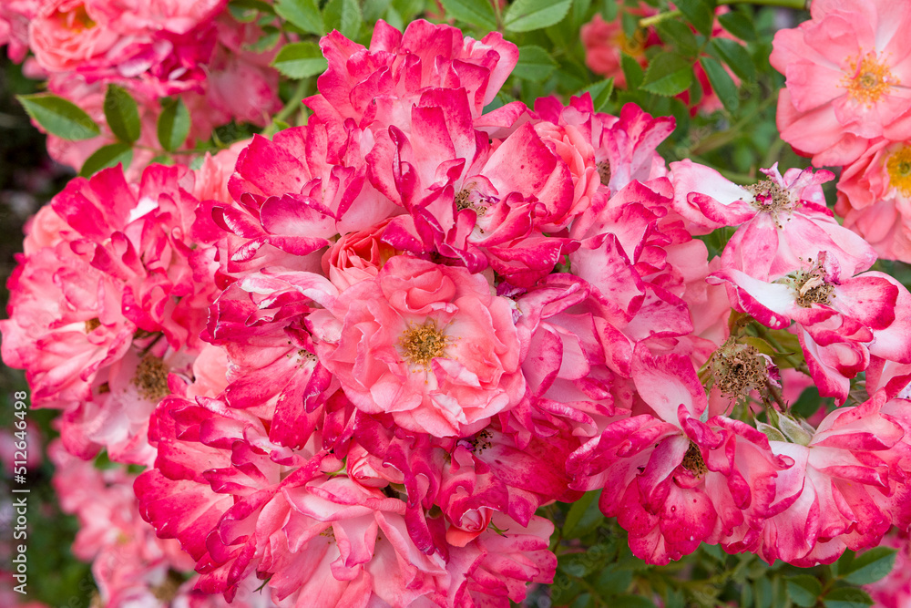 pink carnation flowers pink carnation flowers
