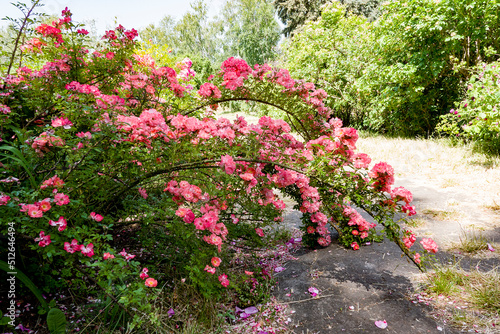 pink flowers in the garden