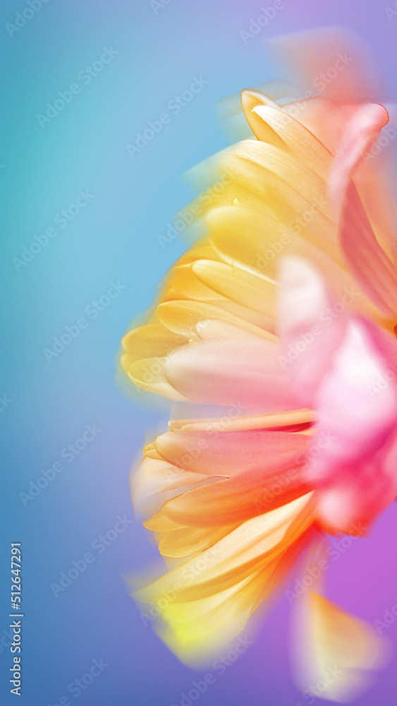 Orange Ombre Daisy Petals, Macro Flower Photography