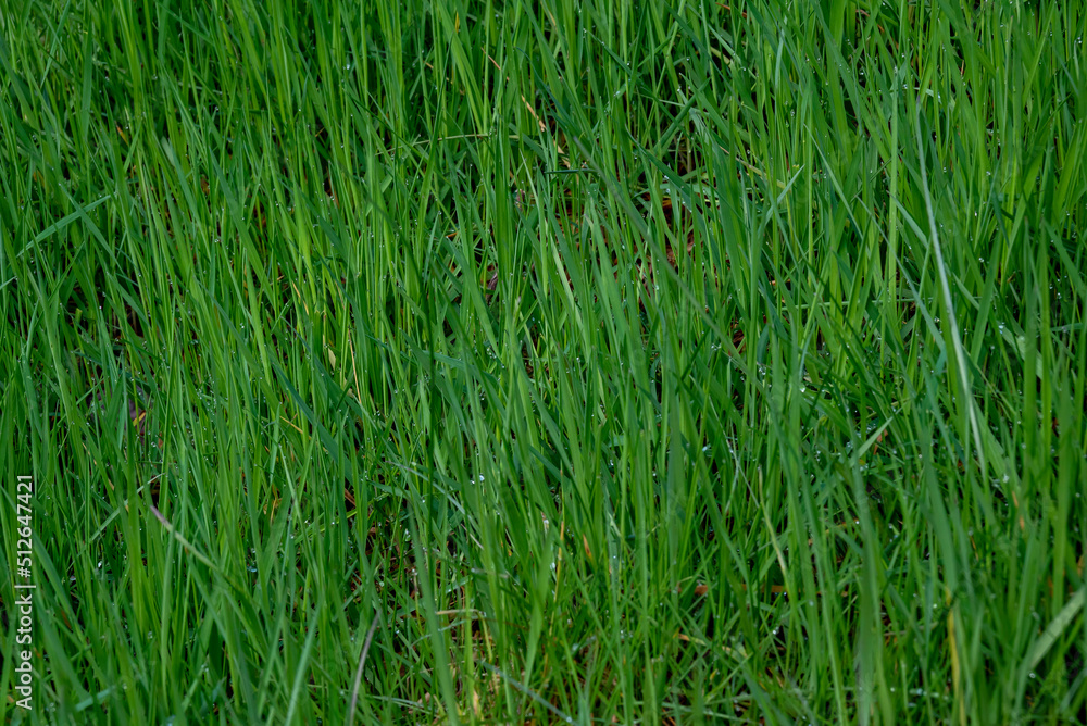 Abstract Background-green grass in spring Abstract Background-green grass in spring