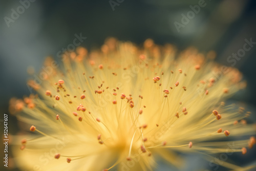 st. john's wort (hypericum calycinum) yellow bushy flower photo