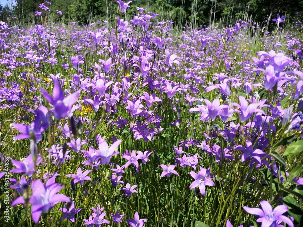 Naklejka premium A field of purple and white wildflowers in a lush, green meadow