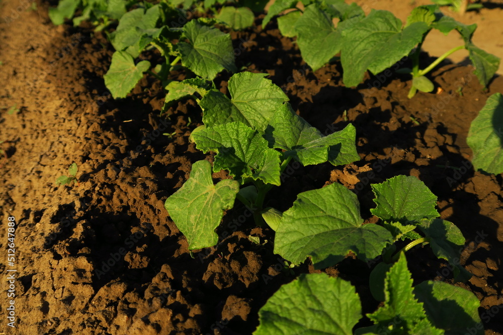 young shoots of cucumber grow in the garden on the farm young shoots of cucumber grow in the garden on the farm