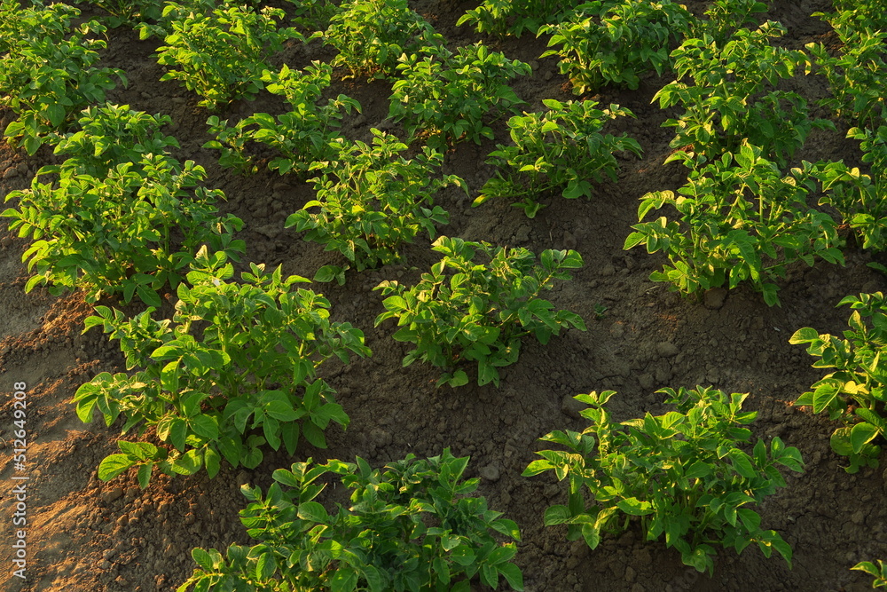 ecological potato bushes grow on the farm - obrazy, fototapety, plakaty 