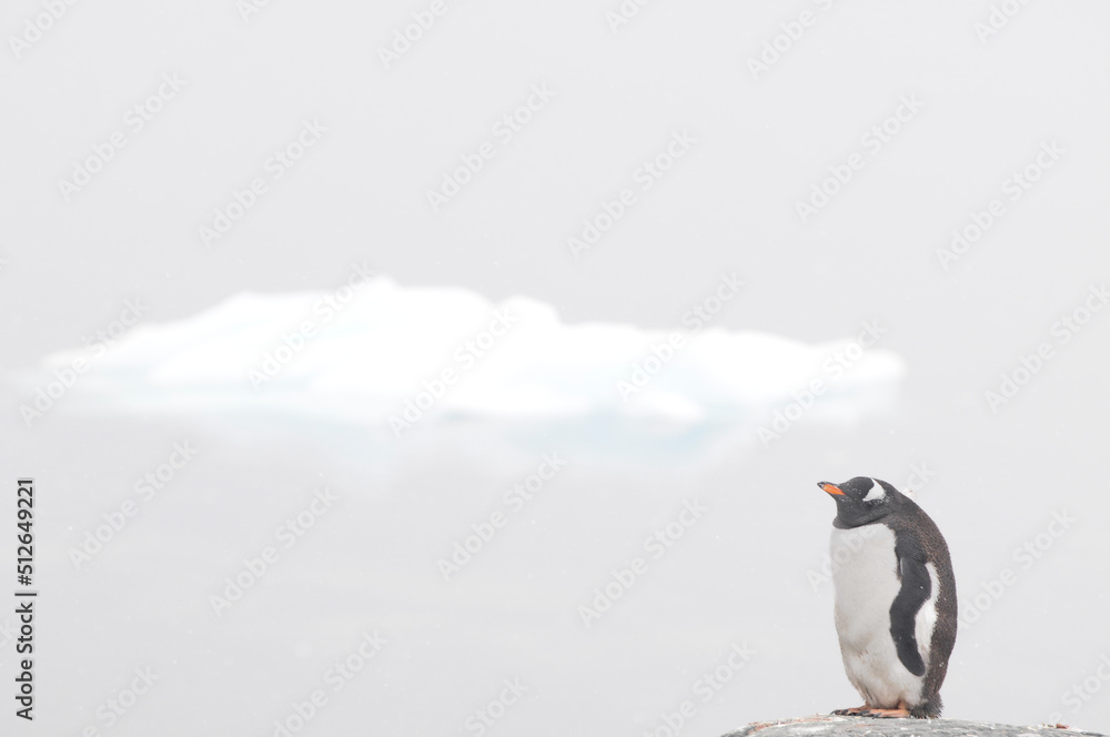 Obraz premium isolated penguin admiring the iceberg