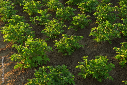 Fototapeta Naklejka Na Ścianę i Meble -  ecological potato bushes grow on the farm