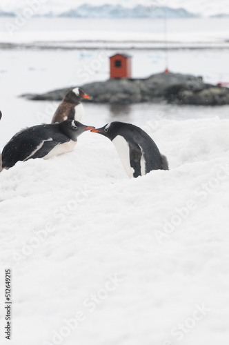 penguins sharing affection in snow