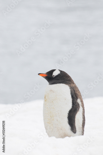 isolated penguin in meditation on the glacier 