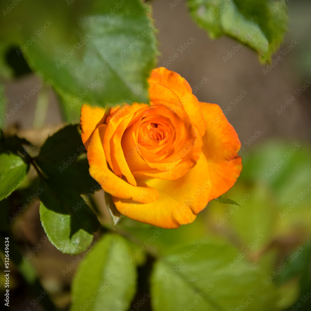 Nature view of orange rose on blurred background using as background natural plants landscape, ecology cover page. Blooming bright orange rose is fragrant in garden. Close-up. Selective focus. Nature view of orange rose on blurred background using as background natural plants landscape, ecology cover page. Blooming bright orange rose is fragrant in garden. Close-up. Selective focus.