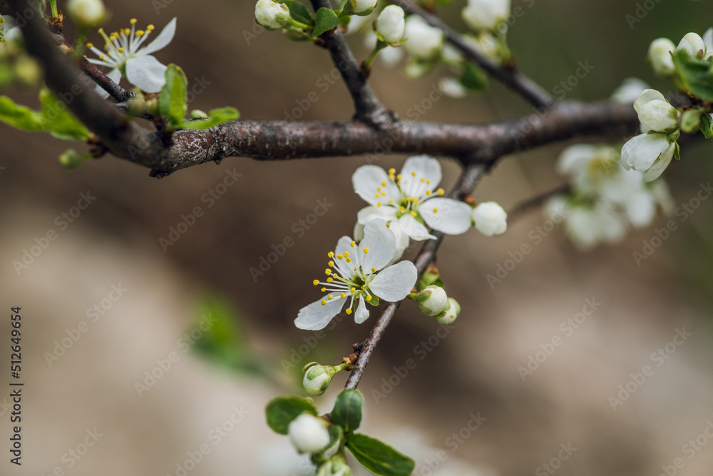 Blooming plum tree in the garden. Selective focus. Blooming plum tree in the garden. Selective focus.