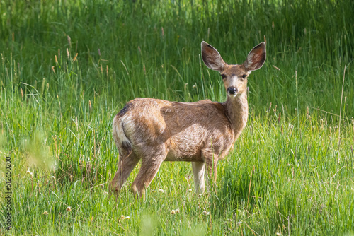 mule deer doe in a meadow