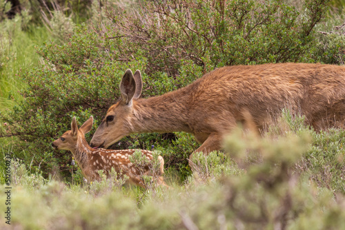 mule deer doe and fawn in the brush
