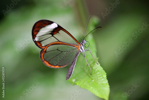 Greta oto is a species of brush-footed butterfly, also known as a glasswing butterfly