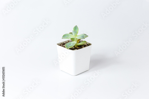 Succulent stone rose echeveria in a potted macro shot. Isolated on white background