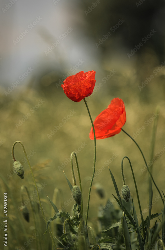 Obraz premium Poppies