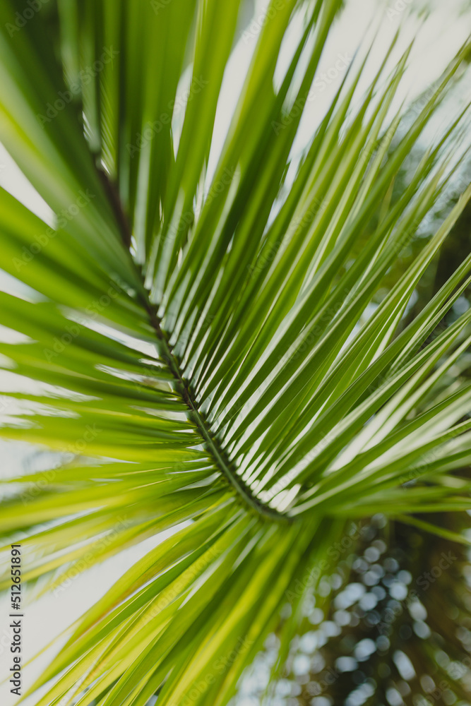 Obraz premium Leaves of palm tree on blue sky, summertime travel background. Tropical nature banner. Template for business, covers, cosmetics packaging, interior decoration, phone case.