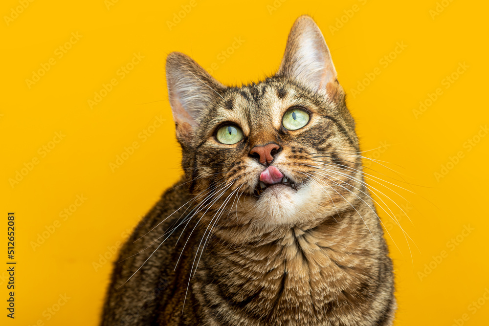 Portrait of a striped cat on a yellow background. cat licks his lips Portrait of a striped cat on a yellow background. cat licks his lips