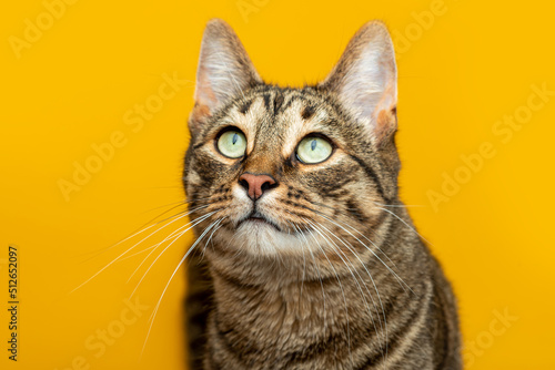 Portrait of a striped cat on a yellow background. The cat looks at the object