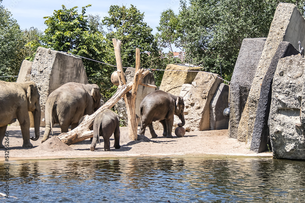 Frieters Zoo Und Gartenwelt Gmbh & Co Kg Elephant in Amsterdam Artis Zoo. Amsterdam Artis Zoo is oldest zoo in