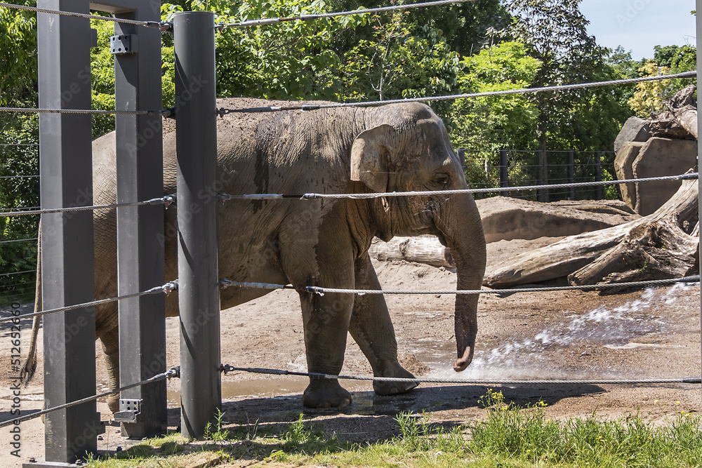 Frieters Zoo Und Gartenwelt Gmbh & Co Kg Elephant in Amsterdam Artis Zoo. Amsterdam Artis Zoo is oldest zoo in