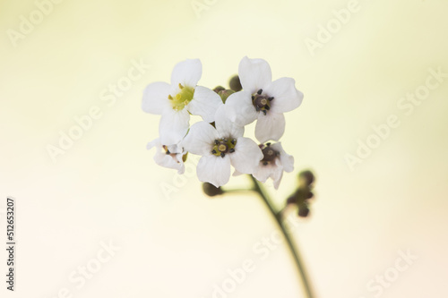 Crambe hispanica Hispanic crambe small and beautiful white flower with a waxy appearance with yellowish green stamens on a reddish natural background