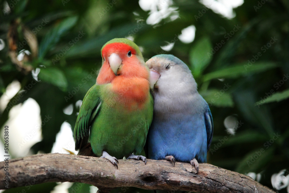 Lovebird couple cuddling on a tree branch