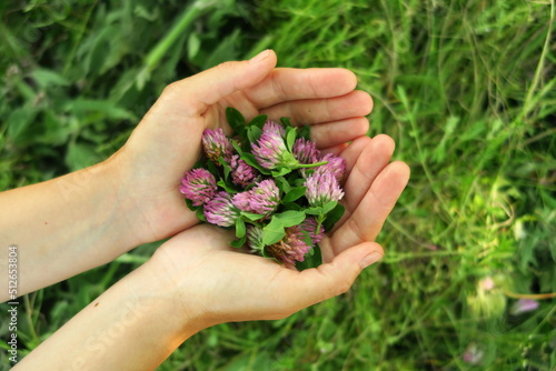 a woman collects clover flowers and prepares ingredients for traditional medicine
