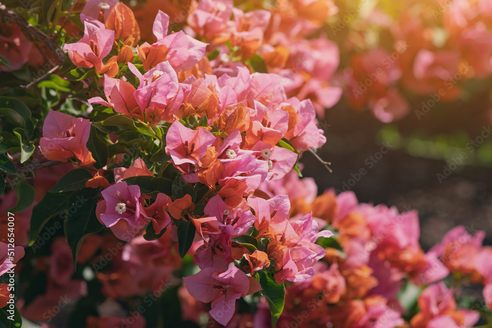 bougainvillea in bloom close-up. A popular plant for decorative purposes - obrazy, fototapety, plakaty 