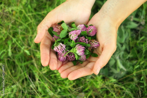 a woman collects clover flowers and prepares ingredients for traditional medicine