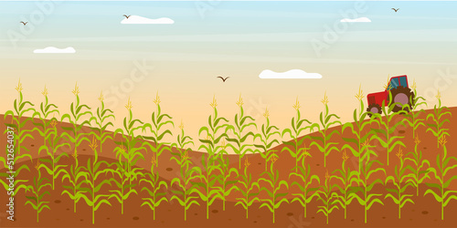 Field with growing corn and working tractor. Corn field vector illustration in flat style. Bio fuel resources growing concept.