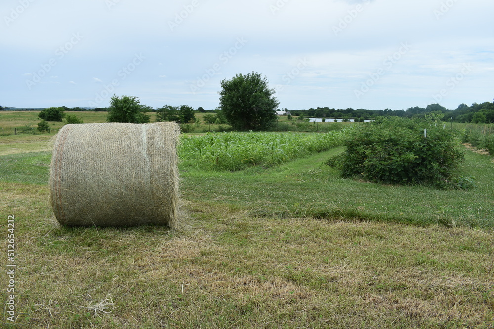 Hay Bale by a Vegetable Garden