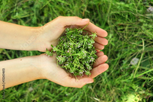 a woman collects and prepares a medicinal plant thyme for medicinal tea