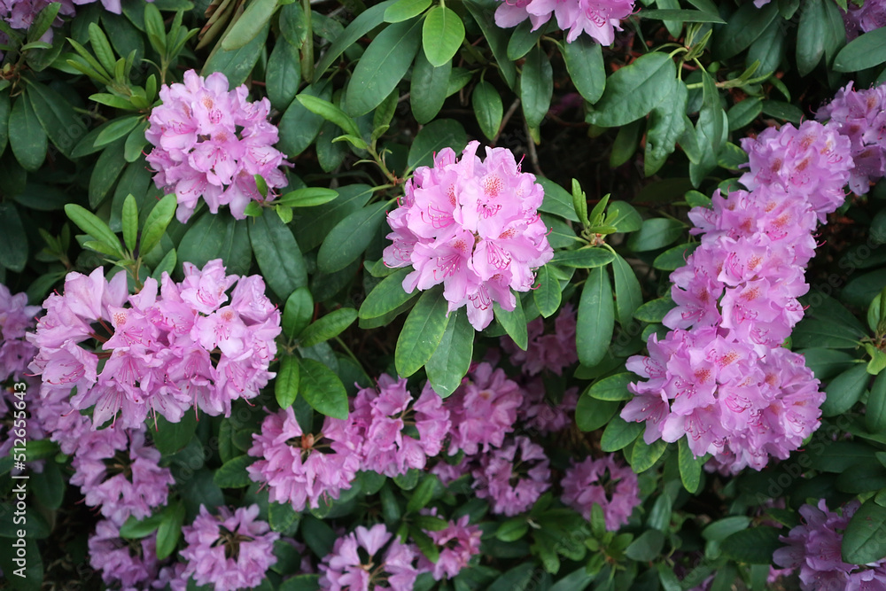 Flowering rhododendron in Tallinn, Estonia Flowering rhododendron in Tallinn, Estonia