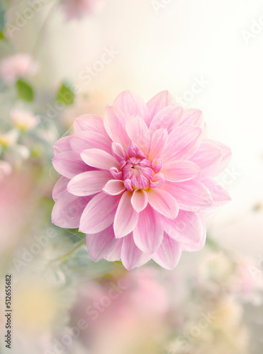 Pink dahlia flower, autumn flora delicate real flower, seasonal plant