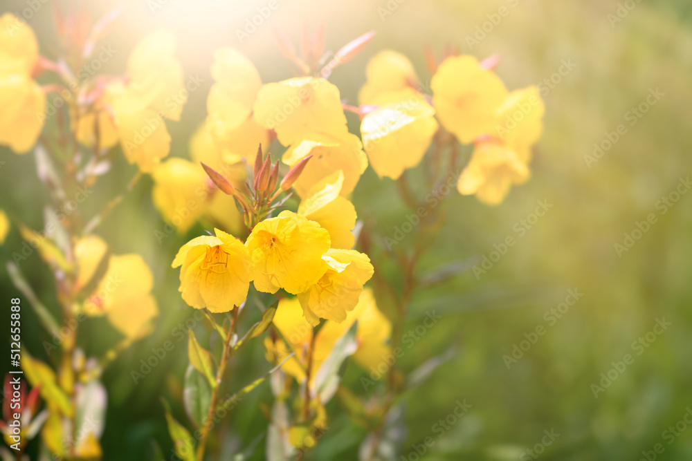 Yellow flowers in a garden, close up, selective focus