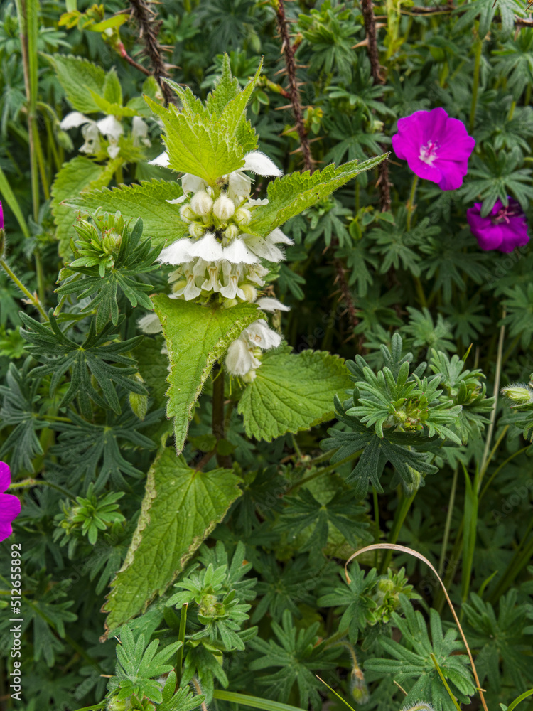 White deadnettle, Lamium album, flowering in Northumberland, UK White deadnettle, Lamium album, flowering in Northumberland, UK