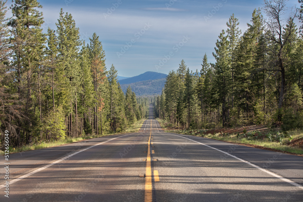 Fototapeta premium Road through trees