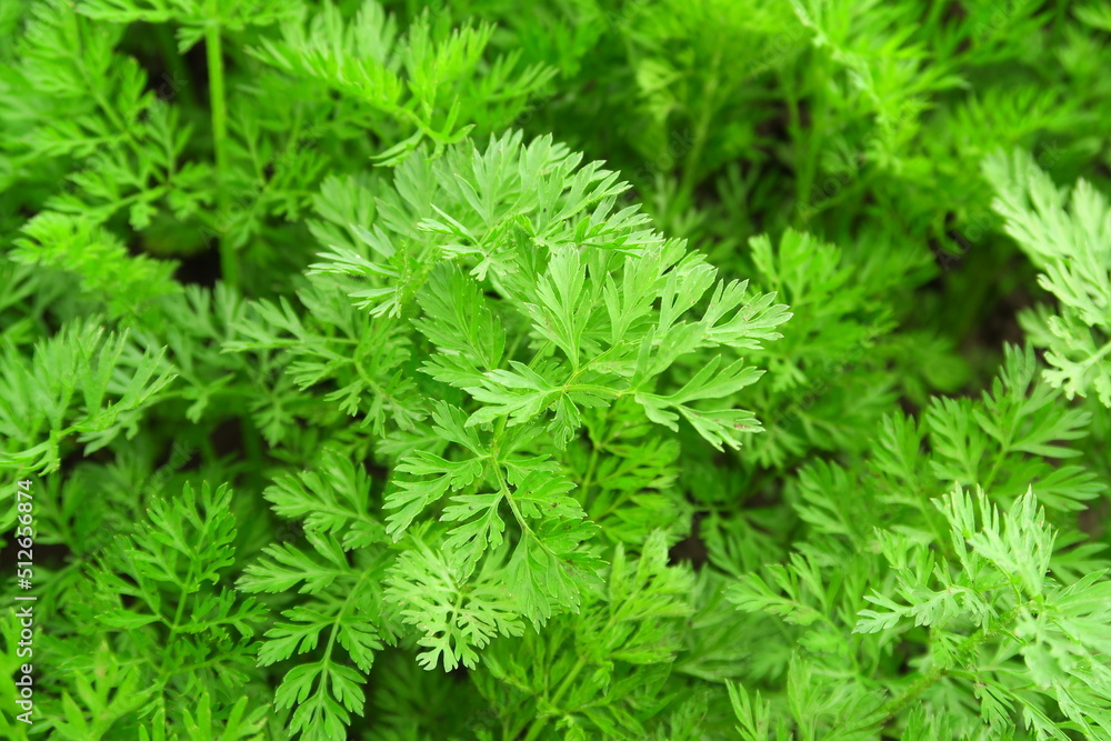 young green organic carrots growing in the garden on a vegetable farm young green organic carrots growing in the garden on a vegetable farm