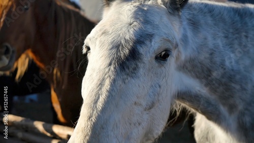 horse head close-up. A head shot of a beautiful bay horse