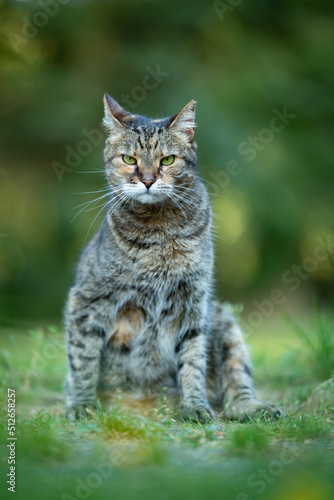 grey tabby cat sits on green grass © Jan Nanco Bethlehem