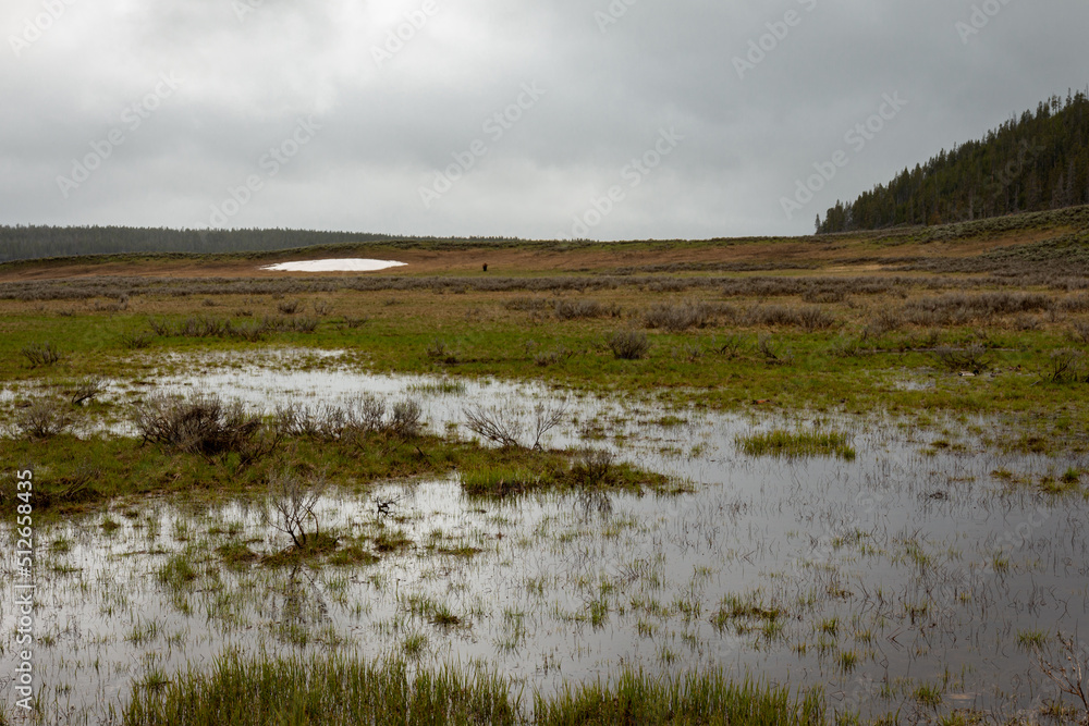 Yellowstone National Park Wetland Swamp in a Meadow