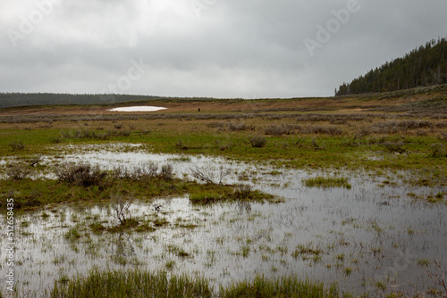 Yellowstone National Park Wetland Swamp in a Meadow