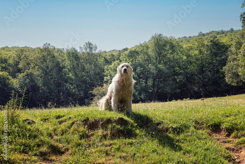 Chien de berger 