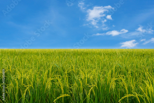 Rice plant in the field and sky