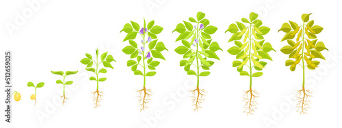 Soybean growth. Vector illustration of phases of seed germination and appearance of sprout.