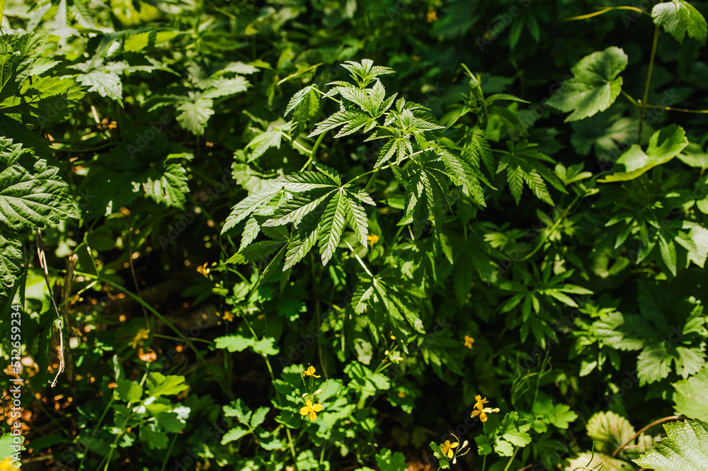 Green hemp grows in the garden. Photography of nature. Green hemp grows in the garden. Photography of nature.