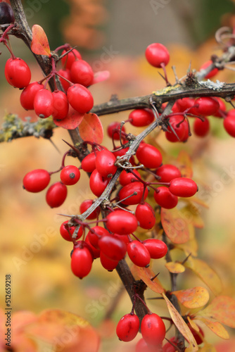 Bright red oval berries hanging on a branch on a tree with yellow leaves on a fall day in Germany.