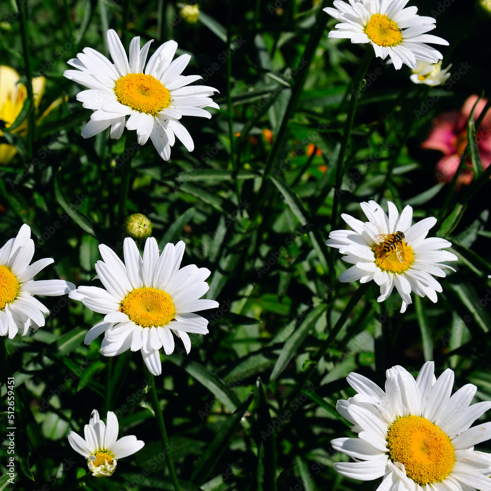Fototapeta premium White chamomile on a bright sunny day.