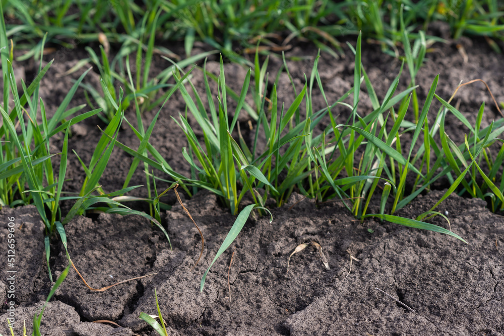 Cracked earth soil as a texture background. Top view. Cracked earth soil as a texture background. Top view.